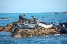 Seals on rock