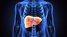 Liver in body