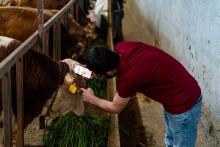Man checking identification of cow with smartphone