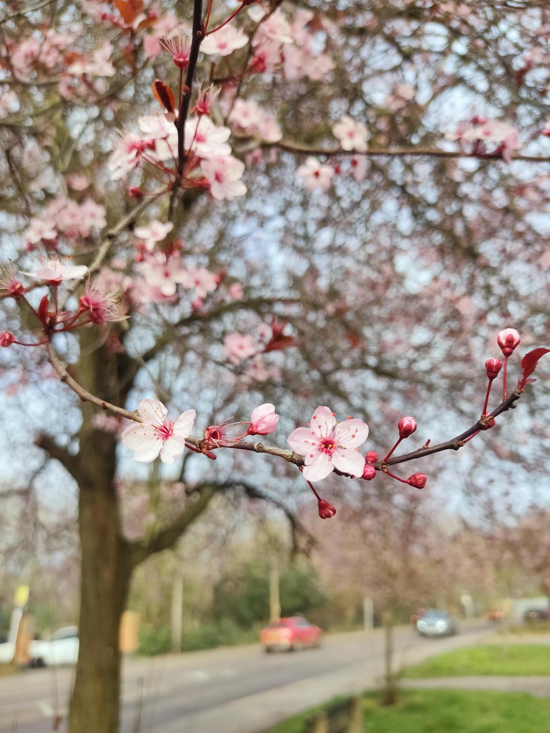 Essex tree
